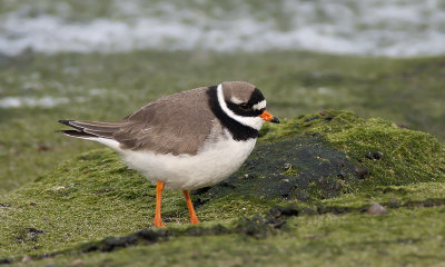 Bontbekplevier / Great Ringed Plover