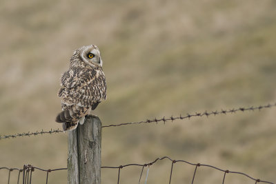 Velduil / Short-eared Owl