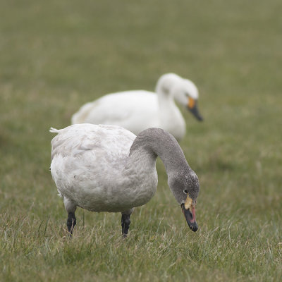 Kleine Zwaan / Bewick's Swan