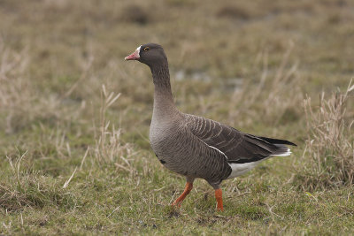 Dwerggans / Lesser White-fronted Goose