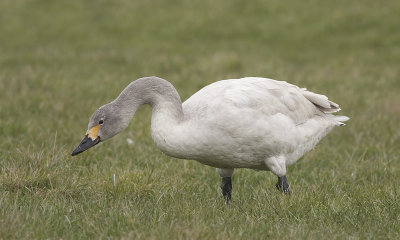 Kleine Zwaan / Bewick's Swan