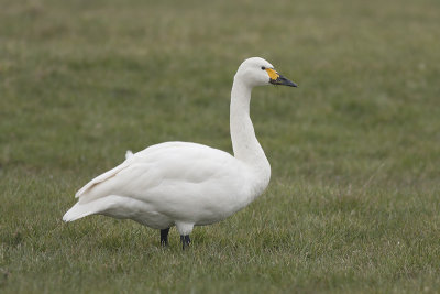 Kleine Zwaan / Bewick's Swan