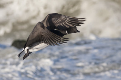 Witbuikrotgans / Pale-bellied Brant Goose