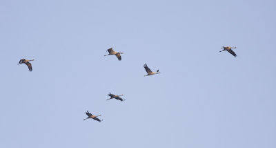 Kraanvogel / Crane
