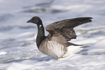 Witbuikrotgans / Pale-bellied Brant Goose