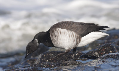 Witbuikrotgans / Pale-bellied Brant Goose
