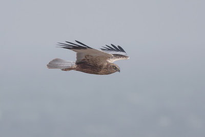 Bruine Kiekendief / Marsh Harrier