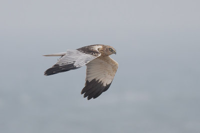 Bruine Kiekendief / Marsh Harrier