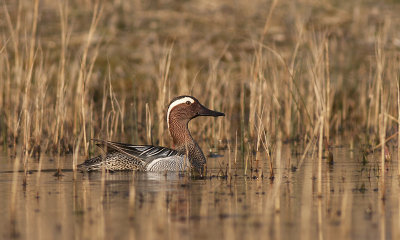 Zomertaling / Garganey