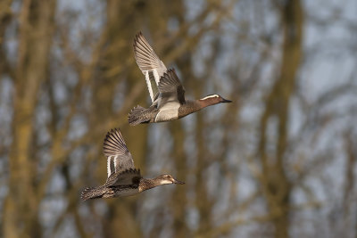 Zomertaling / Garganey