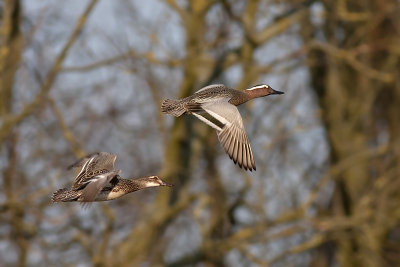 Zomertaling / Garganey