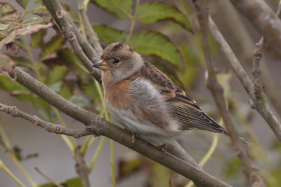 Keep / Brambling