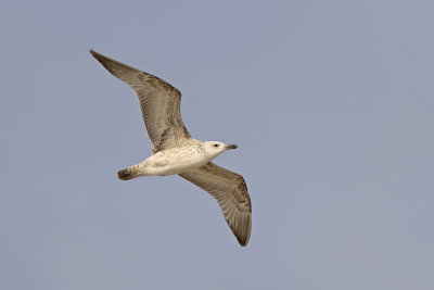 Pontische Meeuw / Caspian Gull