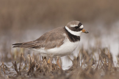 Bontbekplevier / Great Ringed Plover