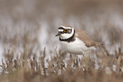 Kleine Plevier / Little Ringed Plover