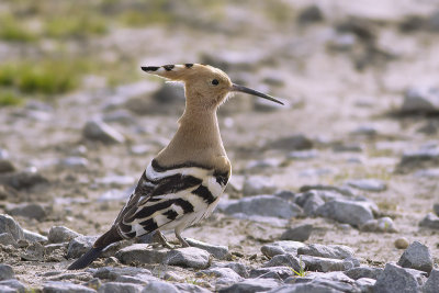 Hop / Hoopoe