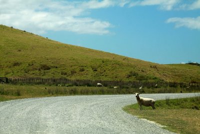 Kiwi sheep waiting to cross the road.