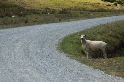 Kiwi sheep waiting to cross the road
