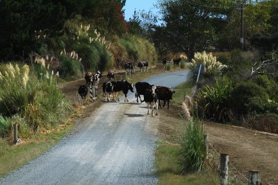 Typical kiwi scene... cows on their way to the milking shed and having to cross the road.
