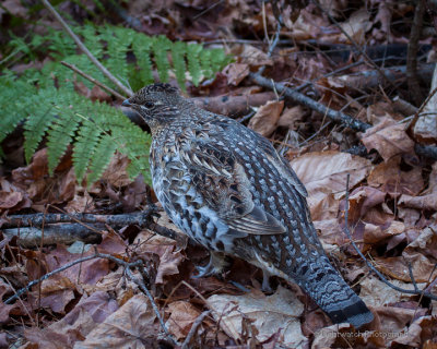 ruffed_grouse