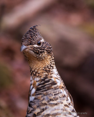 ruffed_grouse