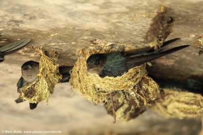 Glossy swiftlet (Collocalia esculenta)