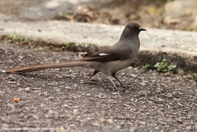 Long-tailed Sibia