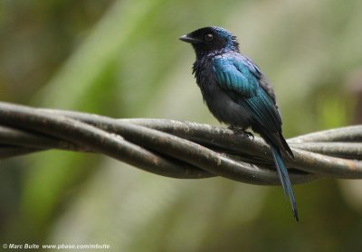 Lesser racket-tailed Drongo