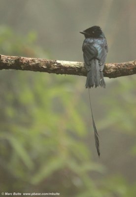 Lesser racket-tailed Drongo in the fog