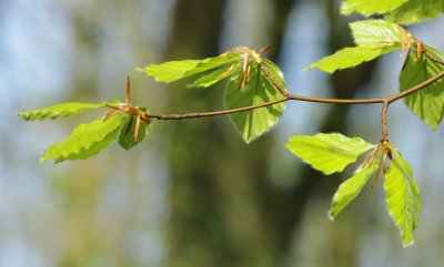 Fagaceae