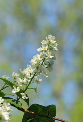 Rosaceae
