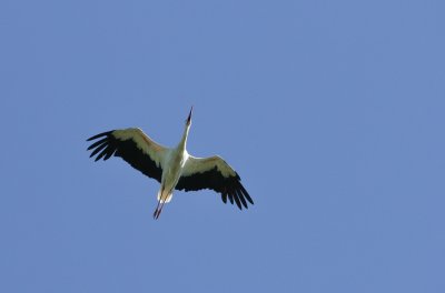 Storks (Ciconiidae)