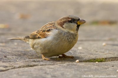 Old World Sparrows (Passeridae)