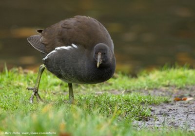 Waterhoen (Gallinula chloropus)