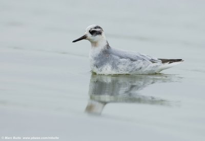 Rosse franjepoot (Phalaropus fulicarius)