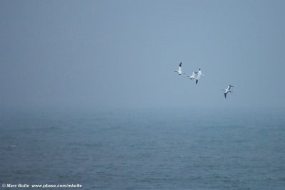 Gannets (Sulidae)