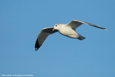 Stormmeeuw (Larus canus)