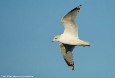 Stormmeeuw (Larus canus)