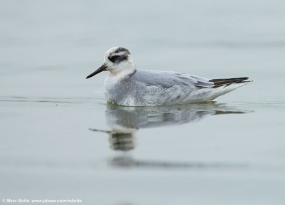Rosse franjepoot (Phalaropus fulicarius)