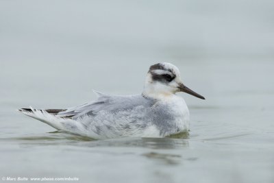 Rosse franjepoot (Phalaropus fulicarius)