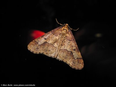 Grote Wintervlinder (Erannis defoliaria)