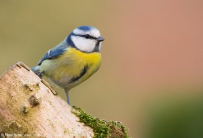 Tits (Paridae)