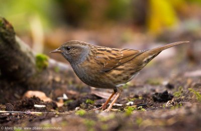 Dunnocks (Prunellidae)