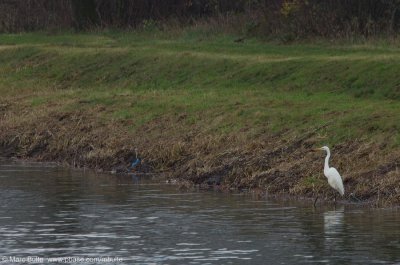 Grote zilverreiger (Egretta alba)