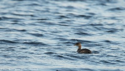 Grebes