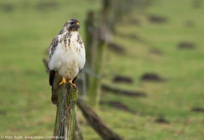 Raptors (Accipitridae)