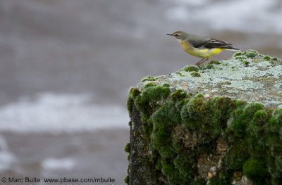 Wagtails (Motacillidae)