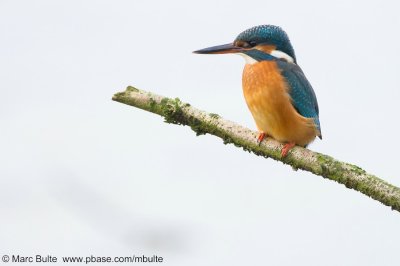 IJsvogel (Alcedo atthis)