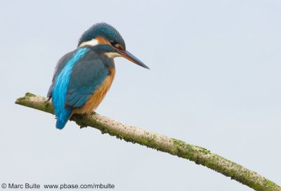 IJsvogel (Alcedo atthis)
