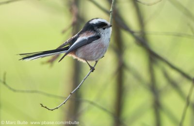 Bushtits (Aegithalidae)